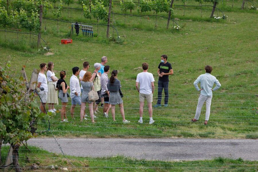 Lazise: Winery Tour with Garda Wines and Food Tasting - Should you book Bergamini Vini?