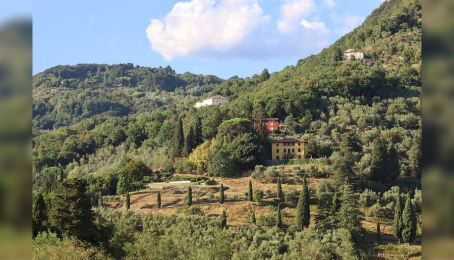 Lucca: Guided Winery Tour with Wine Tasting - Who will enjoy this Lucca wine tasting?