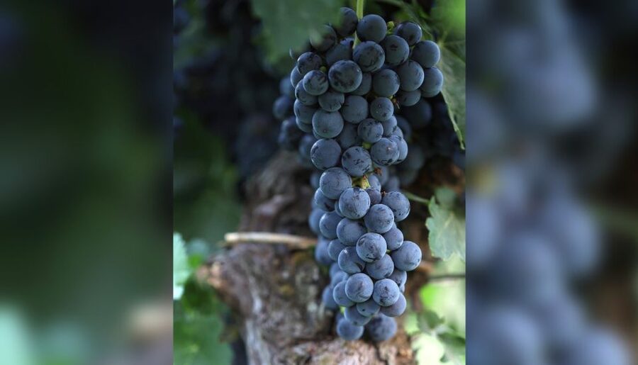 Lucca: Guided Winery Tour with Wine Tasting - A small winery with a big view