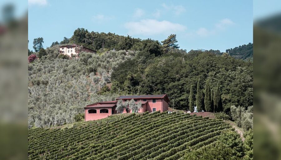 Lucca: Guided Winery Tour with Wine Tasting - Olive oil and breadsticks make the tasting more satisfying