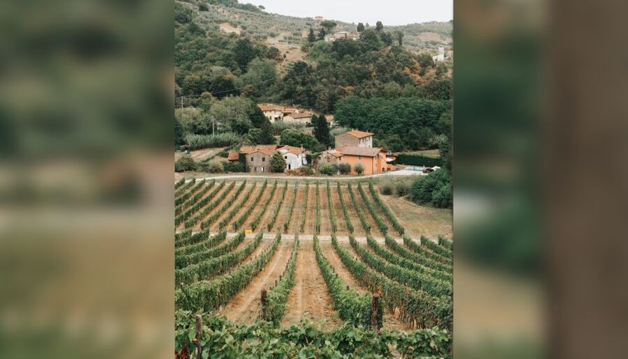 Lucca: Guided Winery Tour with Wine Tasting - The terrace is where the experience earns its price