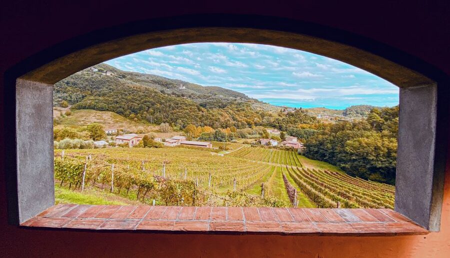 Lucca: Guided Winery Tour with Wine Tasting - English guiding and a friendly social atmosphere