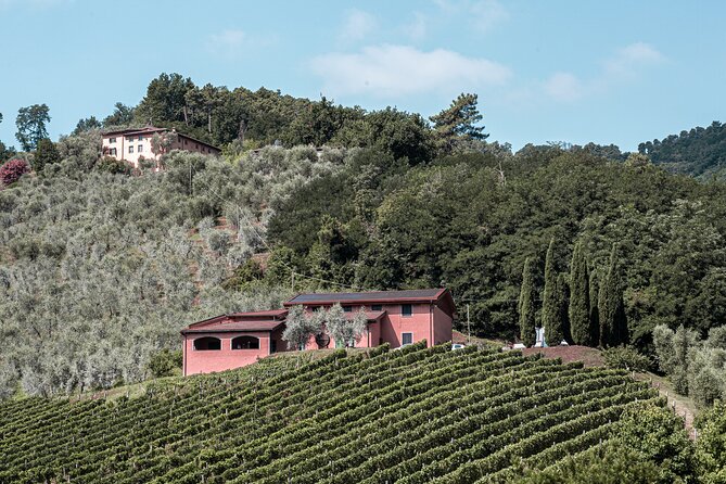 Lucca: Wine Tasting Experience - Tenuta Adamo Winery - Is the $24.20 Price Good Value?