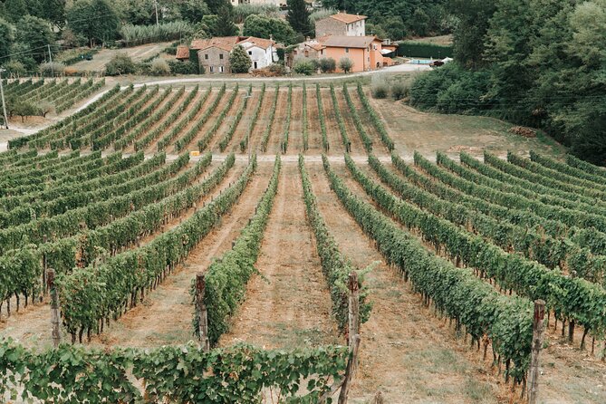 Lucca: Wine Tasting Experience - Tenuta Adamo Winery - Booking, Timing, and Useful Details