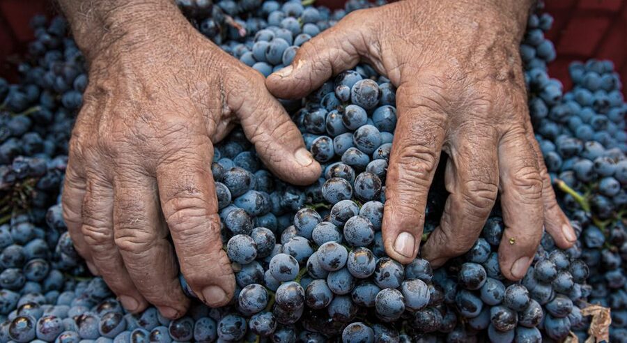 Montalcino: Brunello Wine Tasting & Lunch in a Tuscan Castle - Three wines, from Sangiovese to Brunello