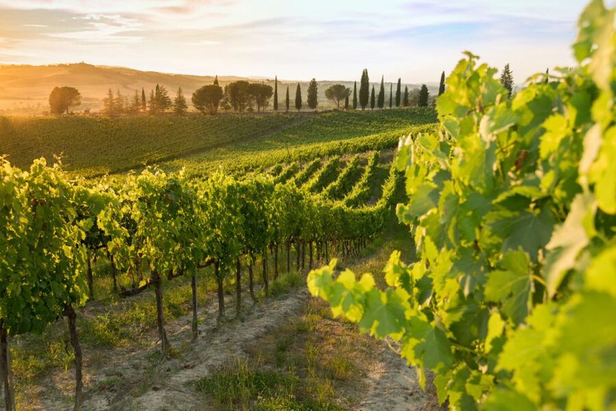 Montalcino: Brunello Wine Tasting & Lunch in a Tuscan Castle - Is $69 a fair price?
