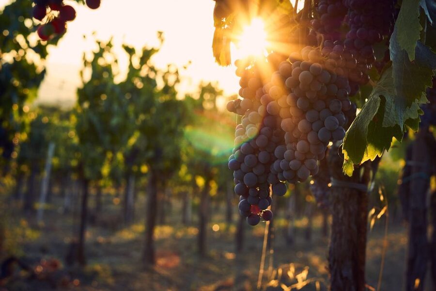 Montalcino: Brunello Wine Tasting & Lunch in a Tuscan Castle - Who will enjoy this Montalcino experience?