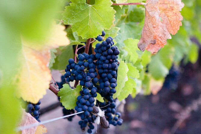 Mt Etna and Wine tasting tour from Catania - Pickup from Catania and the small-group advantage