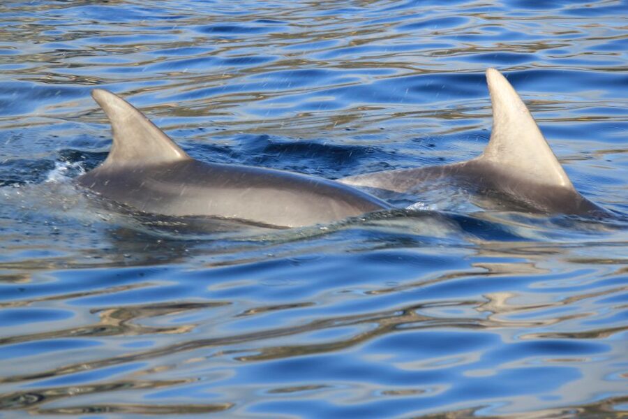 Olbia: Dolphin Watching and Snorkeling Boat Tour - Setting Out From Olbia Toward Capo Figari