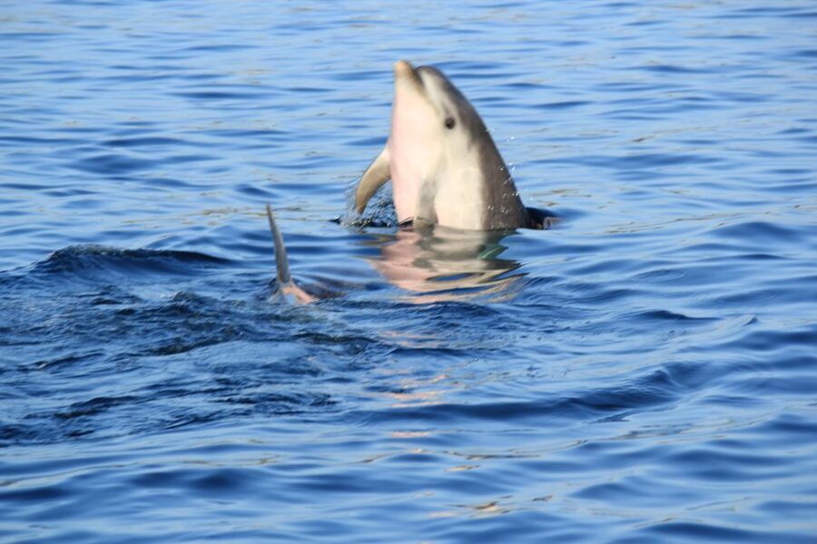 Olbia: Dolphin Watching and Snorkeling Boat Tour - Timing, weather, and practical expectations