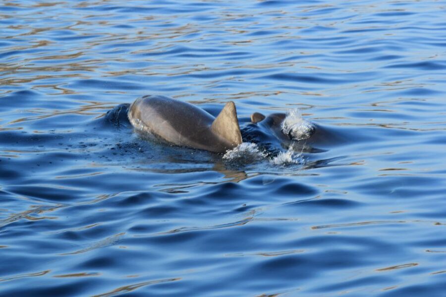 Olbia: Dolphin Watching and Snorkeling Boat Tour - Watching Bottlenose Dolphins in the Gulf of Aranci
