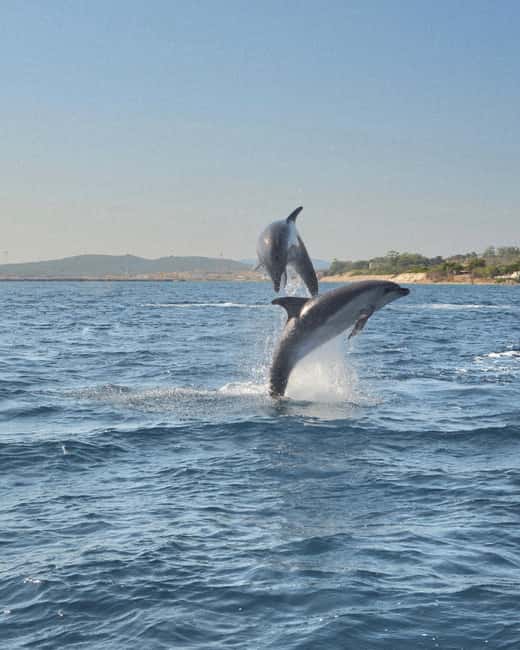 Olbia: Dolphin Watching & Snorkeling Boat Tour near Figarolo - Quick takeaways for your Sardinian boat day