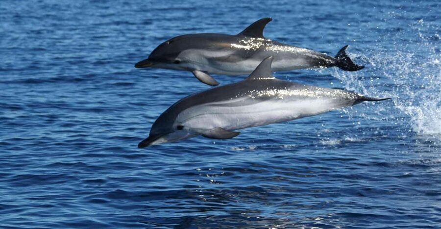 Olbia: Dolphin Watching & Snorkeling Boat Tour near Figarolo - FAQ