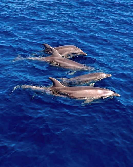 Olbia: Dolphin Watching & Snorkeling Boat Tour near Figarolo - Setting out from Moys Marina in Olbia