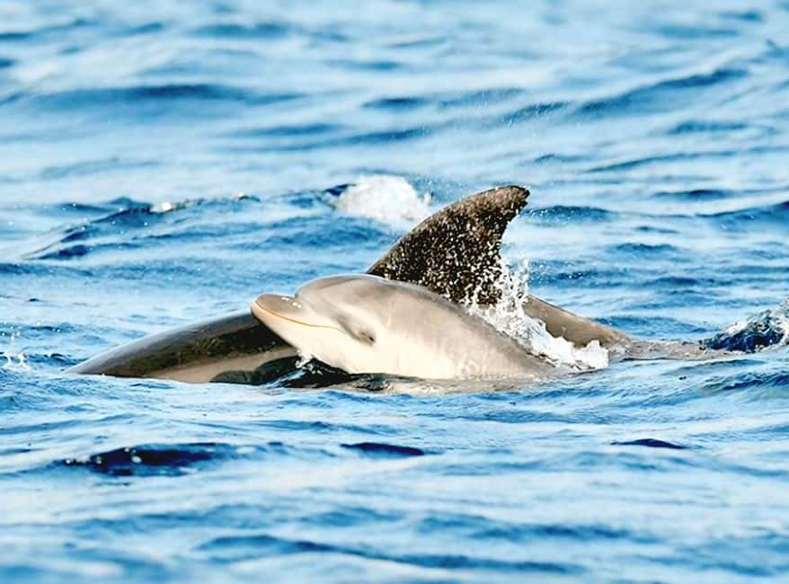 Olbia: Dolphin Watching & Snorkeling Boat Tour near Figarolo - Capo Figari and the search for free-swimming dolphins