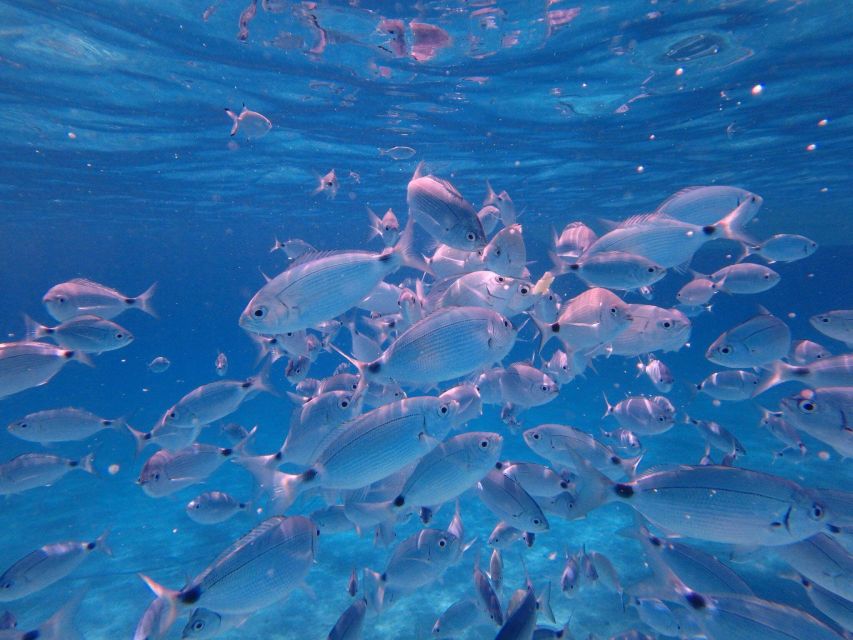 Olbia: Dolphin Watching & Snorkeling Boat Tour near Figarolo - Cala Moresca: swimming, snorkeling, and a Sardinian aperitif