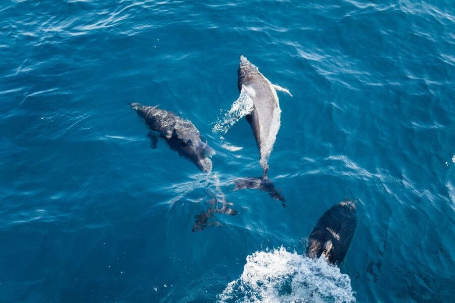 Olbia: Dolphin Watching & Snorkeling Boat Tour near Figarolo - Bocca Island, the cave, cliffs, and coastal views