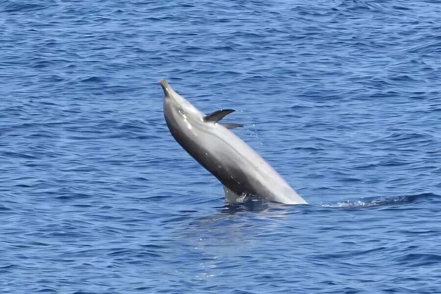 Olbia: Dolphin Watching & Snorkeling Boat Tour near Figarolo - Should you book this Olbia dolphin tour?