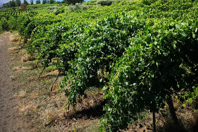 Pompeii Tour & Lunch with Wine Tasting Experience - Who will enjoy this half-day outing?