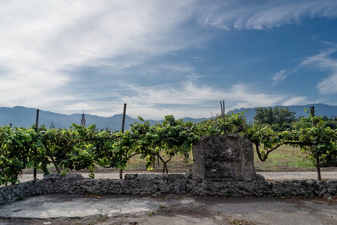 Pompeii Vineyard Escape: Private Wine Tasting & Lunch - Three wines, beginning with sparkling
