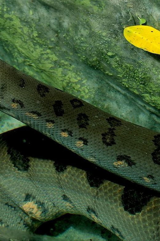 Rome: Bioparco di Roma Zoological Garden Entry Ticket - Why the Reptile House Deserves Extra Time