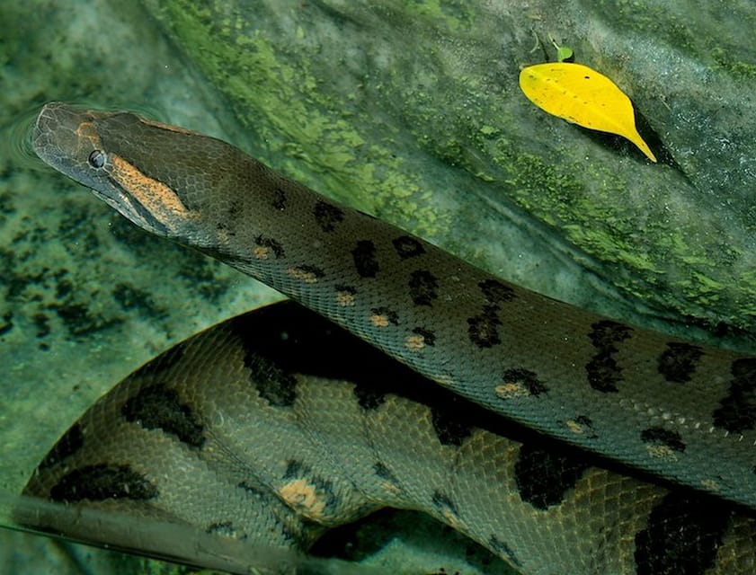 Rome: Bioparco di Roma Zoological Garden Entry Ticket - Conservation and Environmental Education