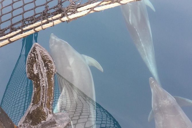 Sailing day trip on Tall Ship Andrea Jensen with Lunch and Wine - Lunch, wine, and the value of an all-inclusive day