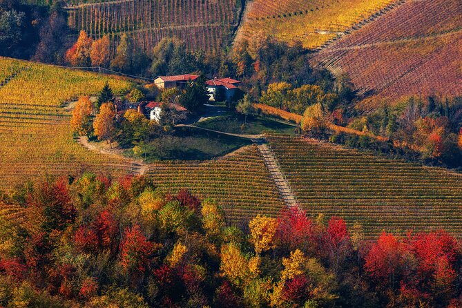 Small-Group Barolo Wine Tasting, Alba & UNESCO Piedmont Hills - Guides, vehicles, and the small-group question