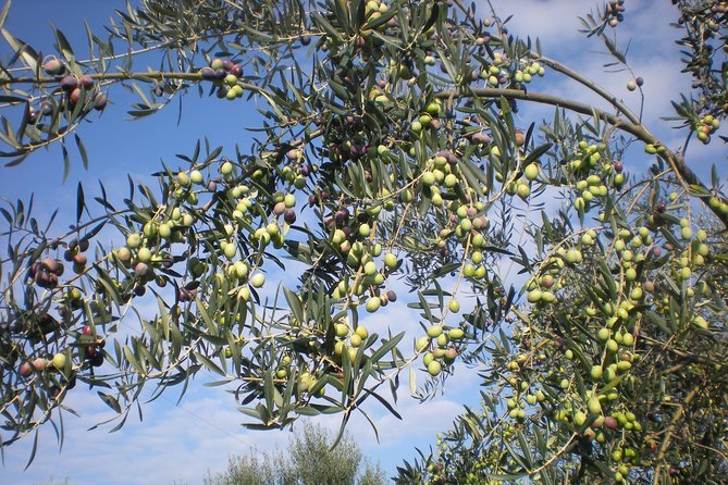 Sorrento Farm and Food Experience including Olive Oil, Limoncello, Wine tasting - Meet the people behind the food