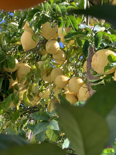 Sorrento: Lemon Garden Tour with Marmalade Tasting - Key points to know before you book