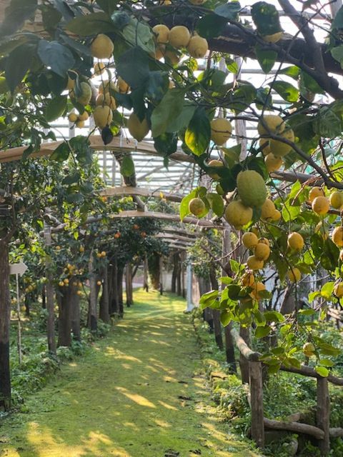 Sorrento: Lemon Garden Tour with Marmalade Tasting - Why Sorrento’s lemons need special treatment
