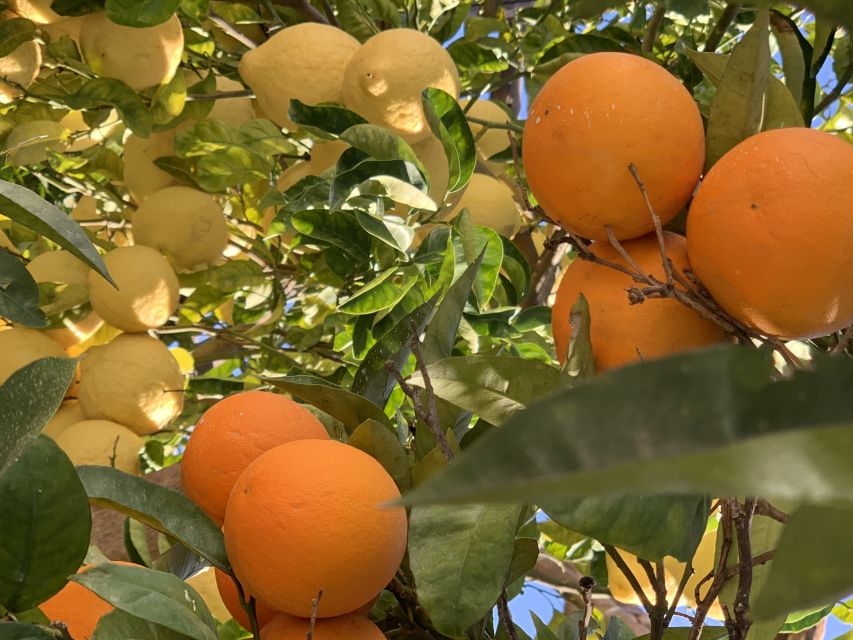 Sorrento: Lemon Garden Tour with Marmalade Tasting - Who should book this lemon garden visit