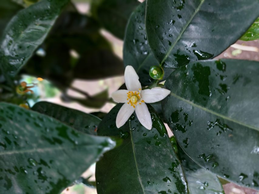 Sorrento: Lemon Garden Tour with Marmalade Tasting - Walking beneath the lemon pergolas