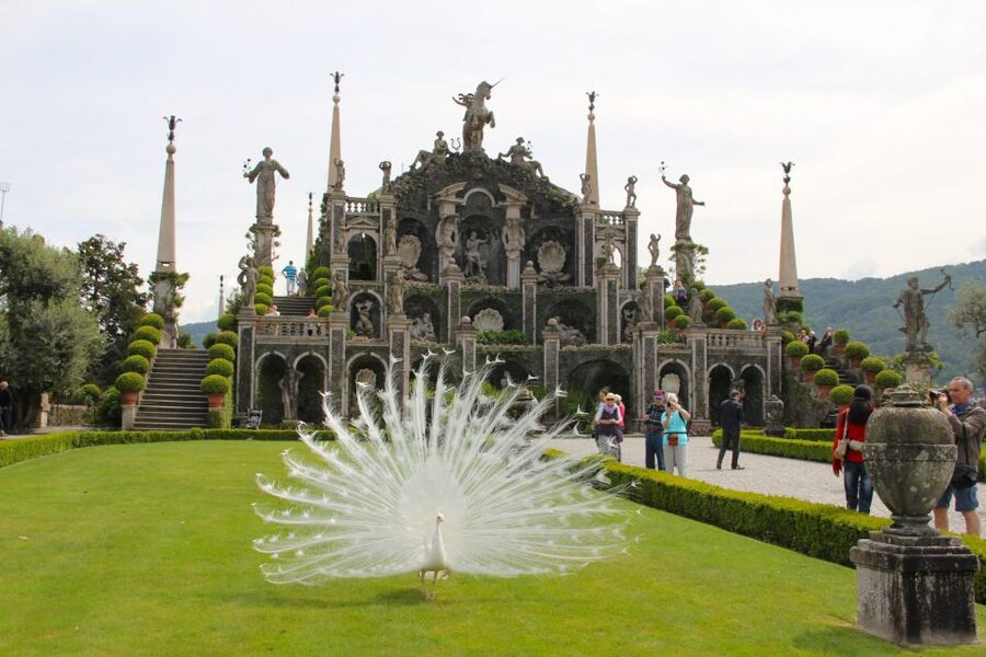 Stresa: 3 Borromean Islands Boat Tour - Isola Pescatori, the island for lunch and local character