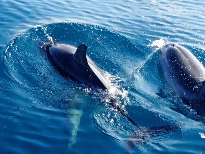 Sunset tour in search of dolphins with aperitif - Capo Taormina and the Faraglioni