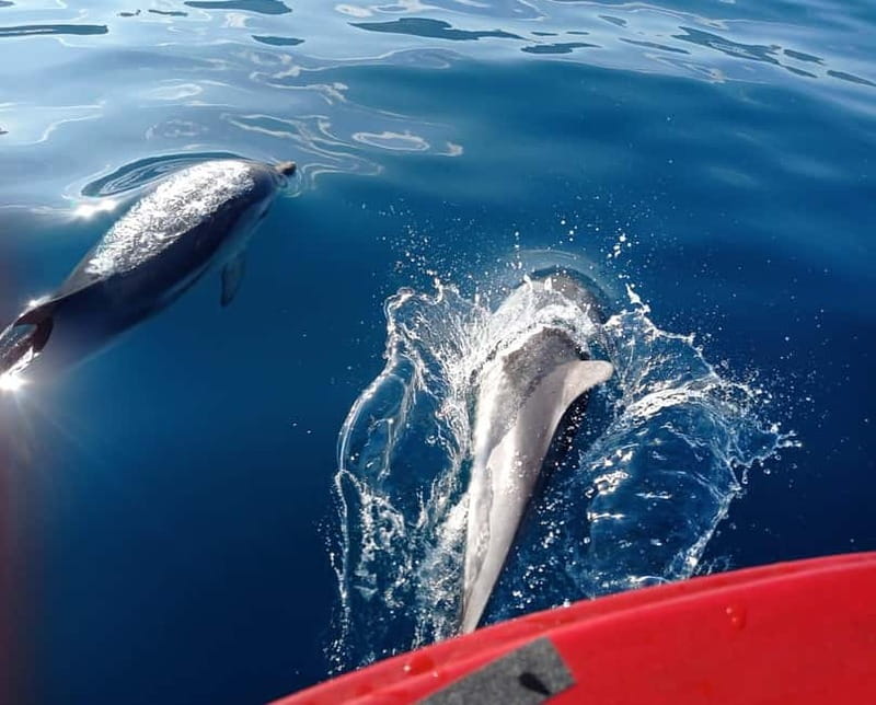 Sunset tour in search of dolphins with aperitif - Searching for dolphins beyond the coast