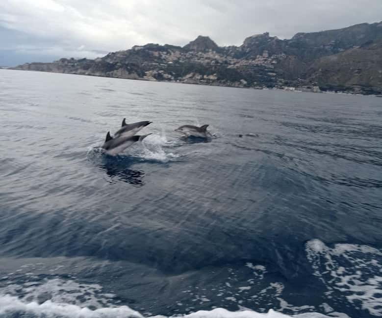 Sunset tour in search of dolphins with aperitif - Who will enjoy this tour most