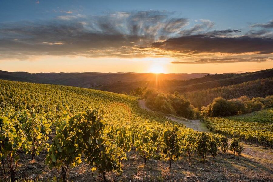 Total Immersion Wine Tour in Chianti - Walking through the vineyard and organic agriculture