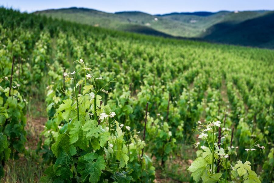 Total Immersion Wine Tour in Chianti - Learning how to taste wine properly