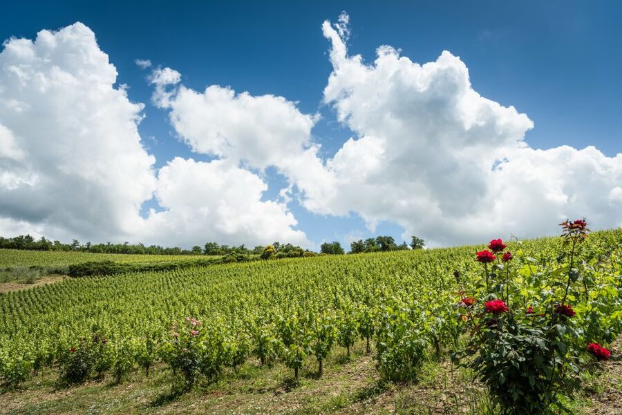Total Immersion Wine Tour in Chianti - Guides who make the visit work