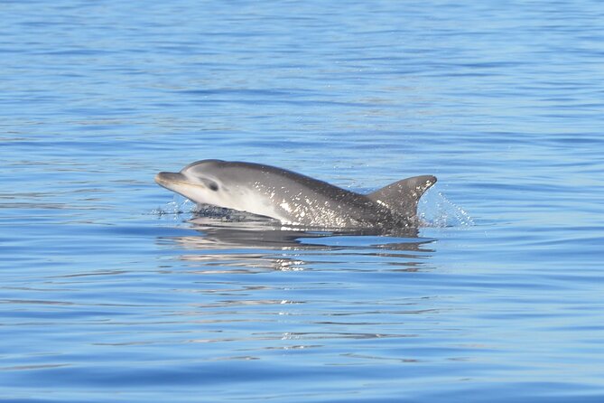 Tour to Figarolo Island with the possibility to observe dolphins - Key points before you book