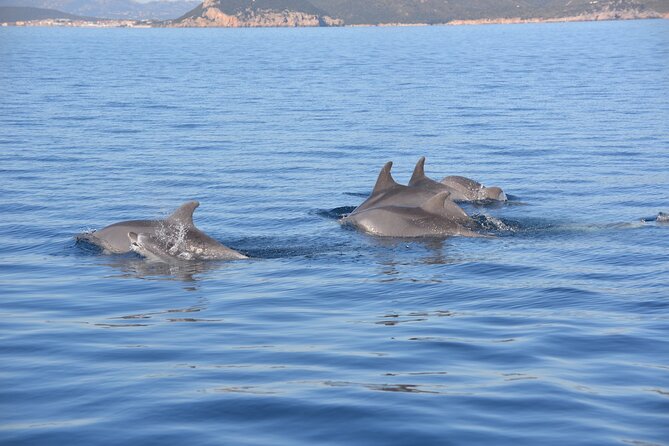 Tour to Figarolo Island with the possibility to observe dolphins - Searching for dolphins near the fish farm