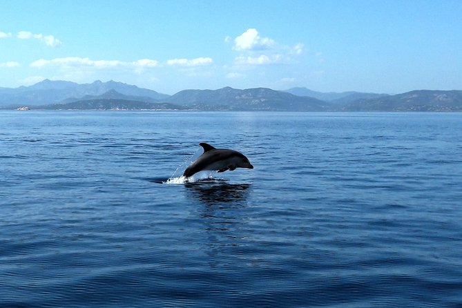 Tour to Figarolo Island with the possibility to observe dolphins - Snacks, drinks, and the onboard atmosphere