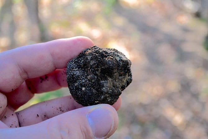 Truffle Hunting Experience with Lunch in San Miniato - From Florence to the farm near San Miniato