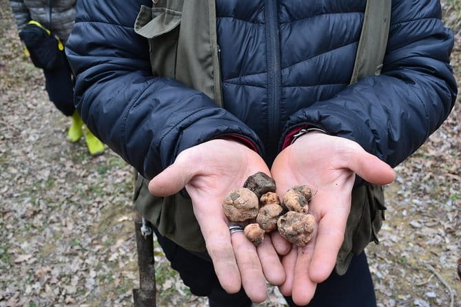 Truffle Hunting Experience with Lunch in San Miniato - The taste of fresh truffles