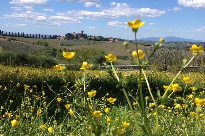 Tuscany Bike Tours Through the Chianti Hills with Wine Tasting - Who should book this Chianti bike tour