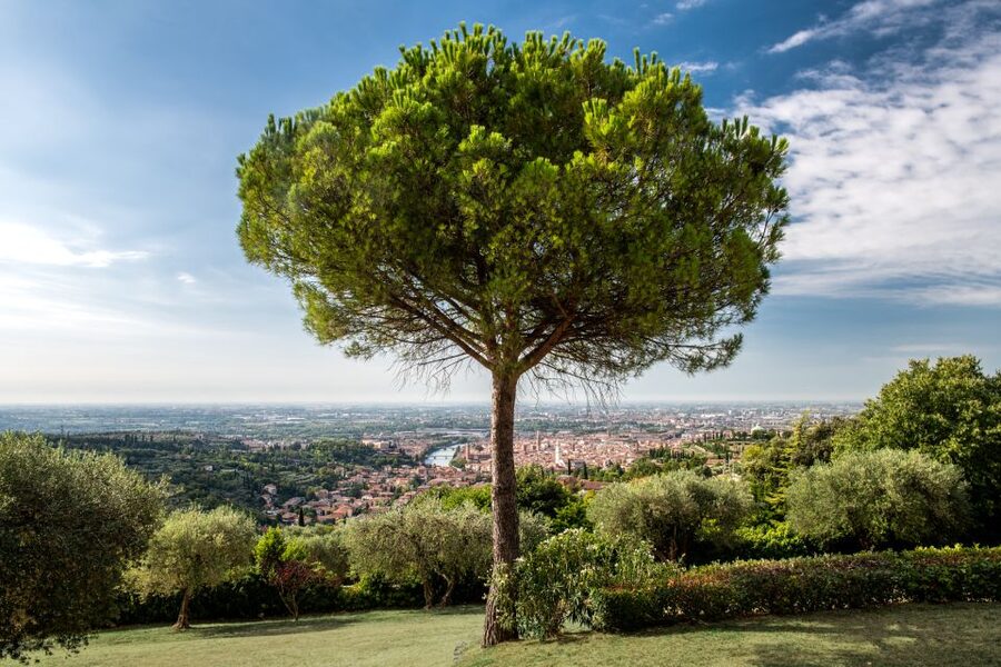 Verona: Wine Tasting with Snacks and Panoramic Views - FAQ