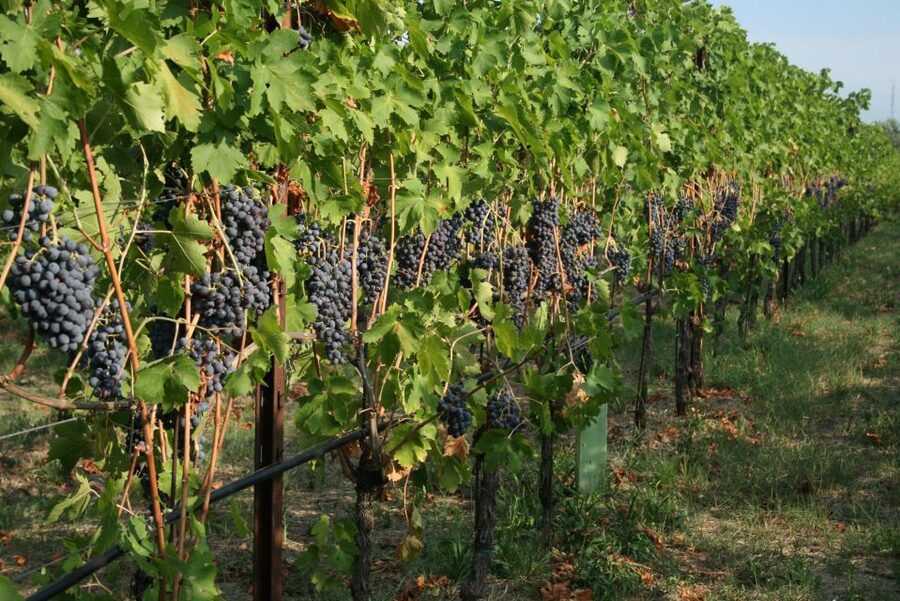 Verona: Wine Tasting with Snacks and Panoramic Views - Getting to Corte San Mattia from central Verona